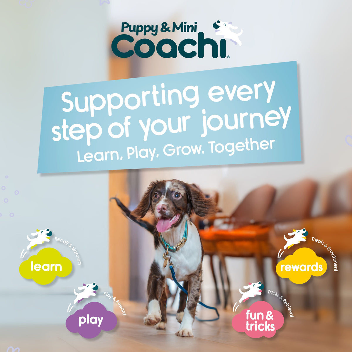 Puppy Chase & Treat