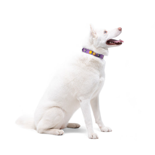 Zgarda Northern Lights