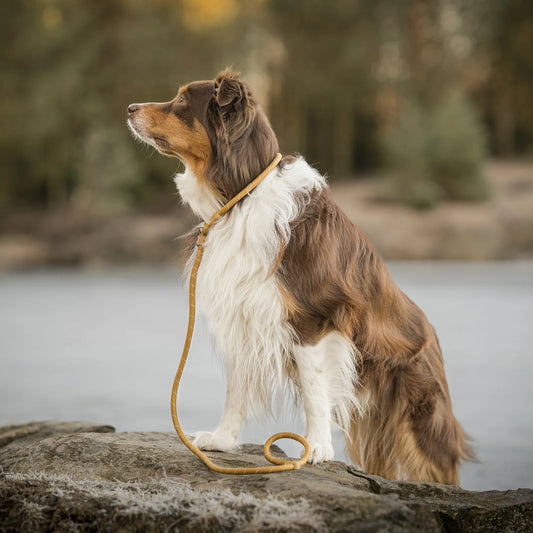 Lesă Retriever Wood Brown