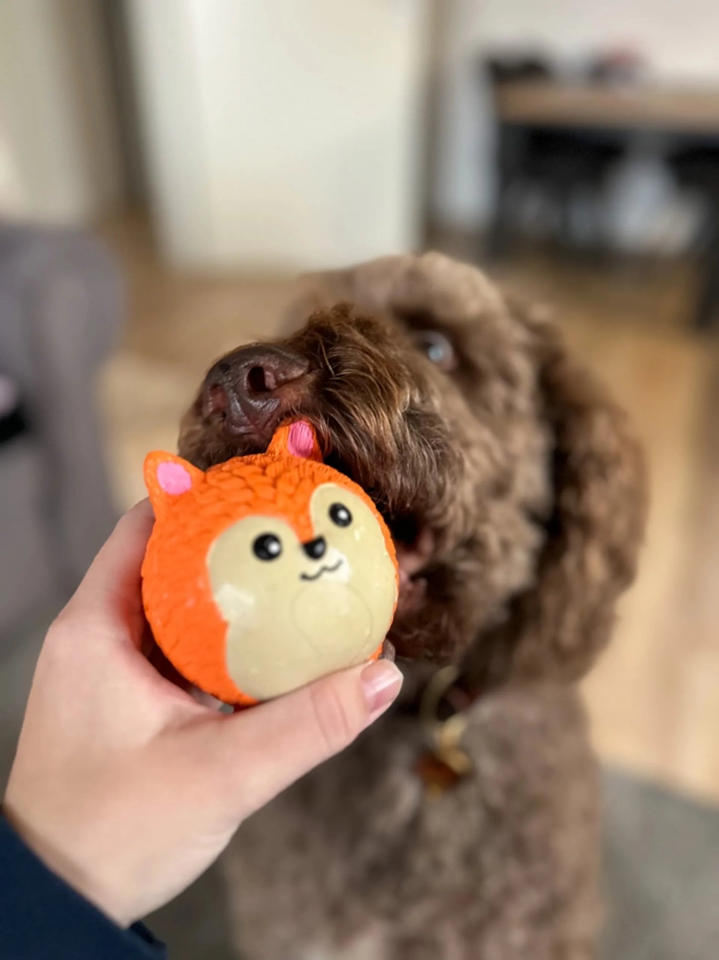 Minge Vulpiță Dragută