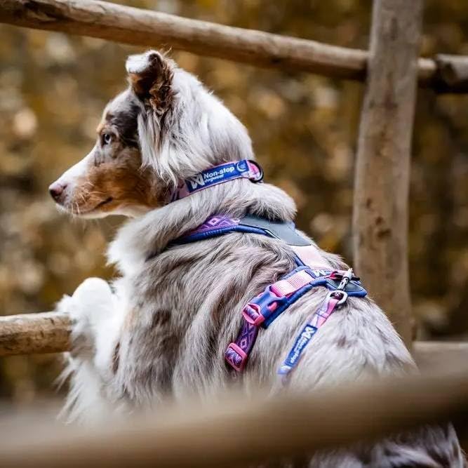 Zgardă Trail Quest Rachel Pohl Edition