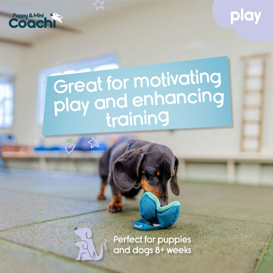 Puppy Chase & Treat