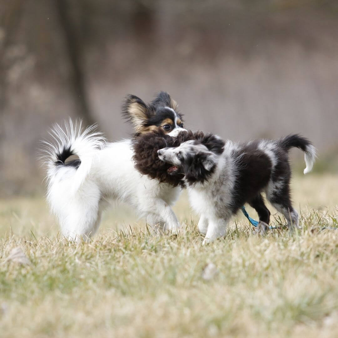 Fluffy Pom-Pom Long