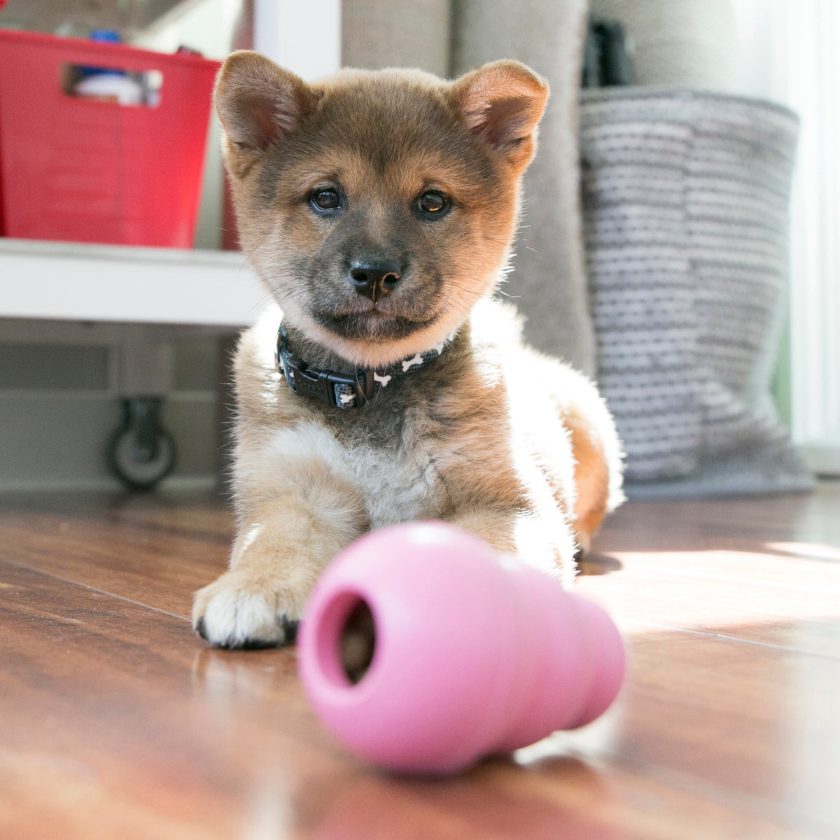 KONG Puppy