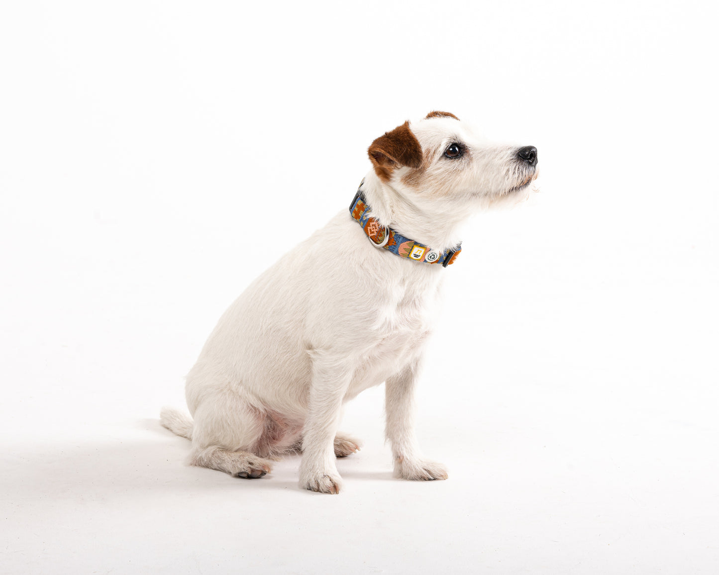 Zgarda Nightless Night