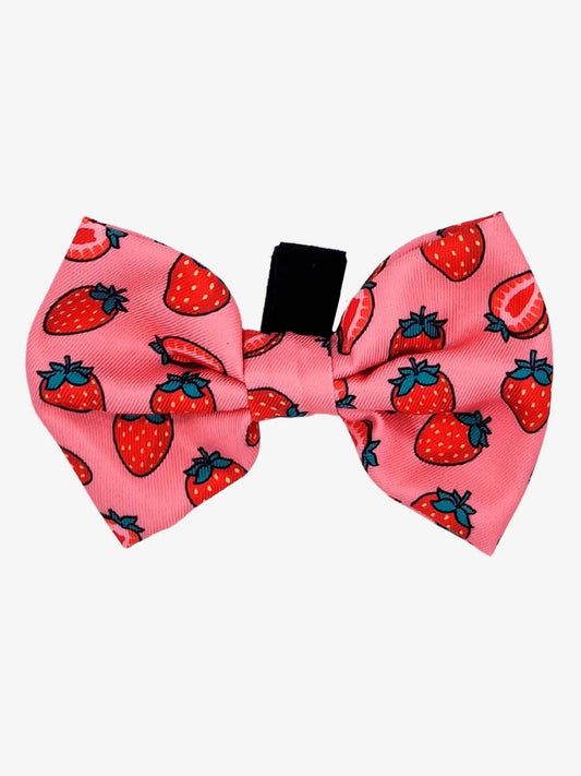 Papion Berry Love