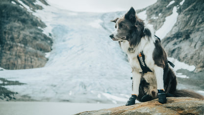 Protector Booties