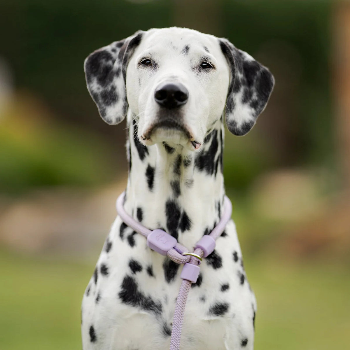Lesă Retriever Lavandă