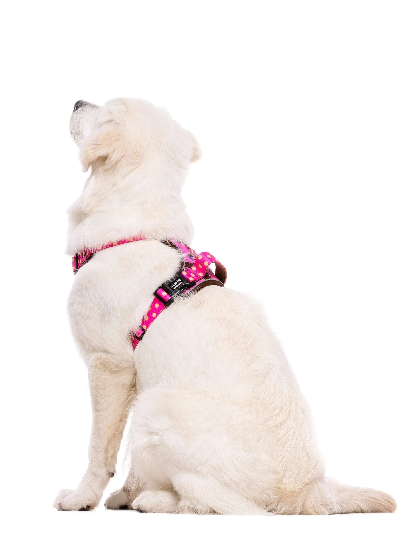 Ham Trail Dogtella