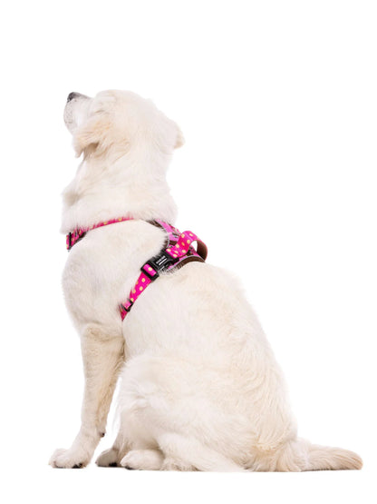 Ham Trail Dogtella