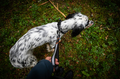 Lesă Touring Bungee Adjusable